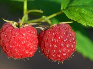 raspberries-3454504_1280
